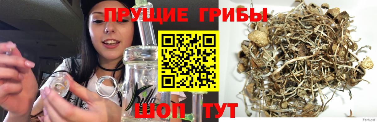 Псилоцибиновые грибы GOLDEN TEACHER  Псилоцибиновые грибы Cubensis  Зима  Вход с VPN 